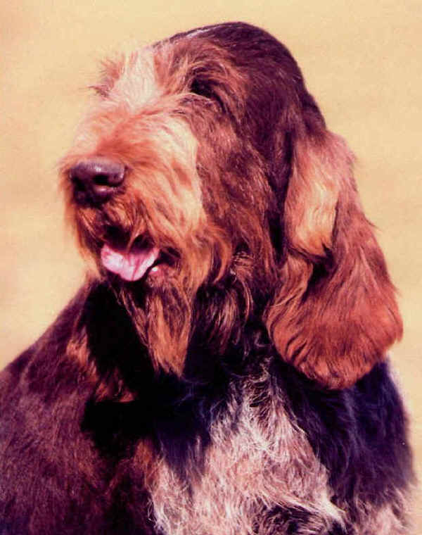 Spinone Italiano Roano Marrone