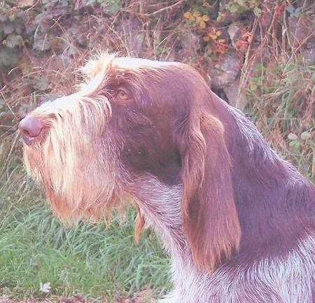 Spinone Italiano