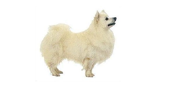 Spitz Americano (Eskimo) Toy