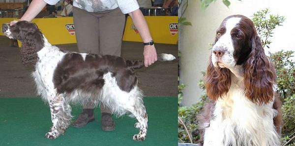 Springer Spaniel Inglese