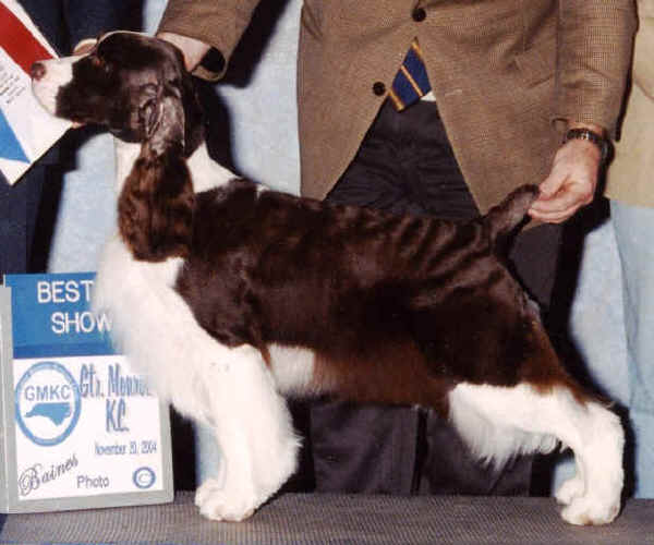 Springer Spaniel Inglese