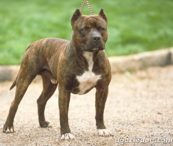 Staffordshire Bull Terrier