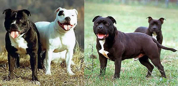 Staffordshire Bull Terrier