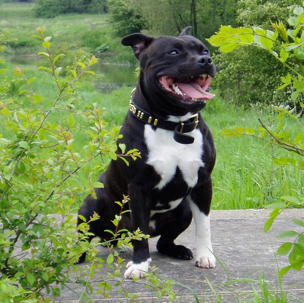 Staffordshire Bull Terrier