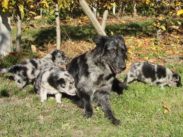 Stonecorner's cattle dog