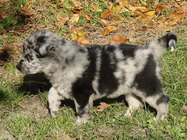 Cucciolo di Stone corner's cattle dog