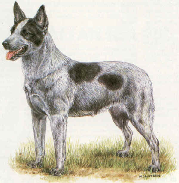 Australian Stumpy Tail Cattle Dog 