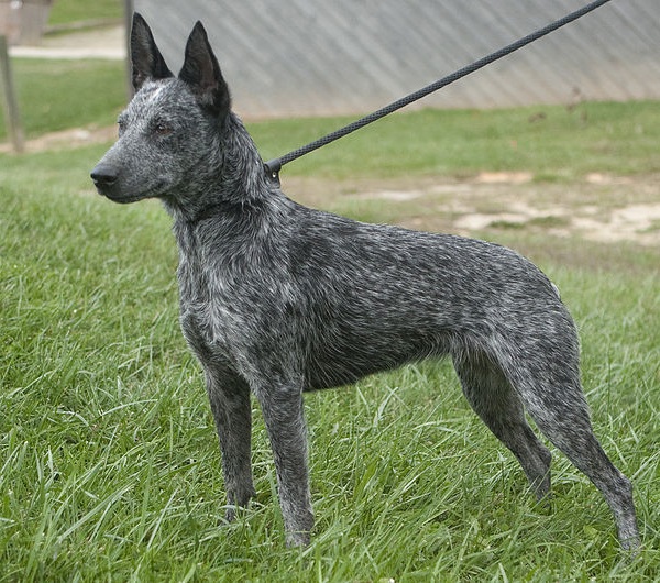 Australian Stumpy Tail Cattle Dog 