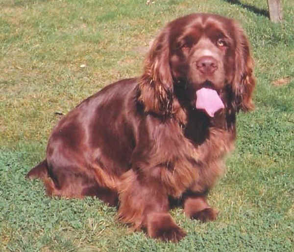 Sussex Spaniel