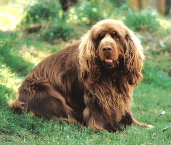 Sussex Spaniel