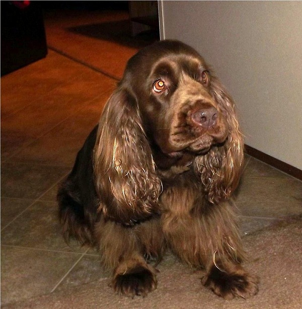 Sussex Spaniel