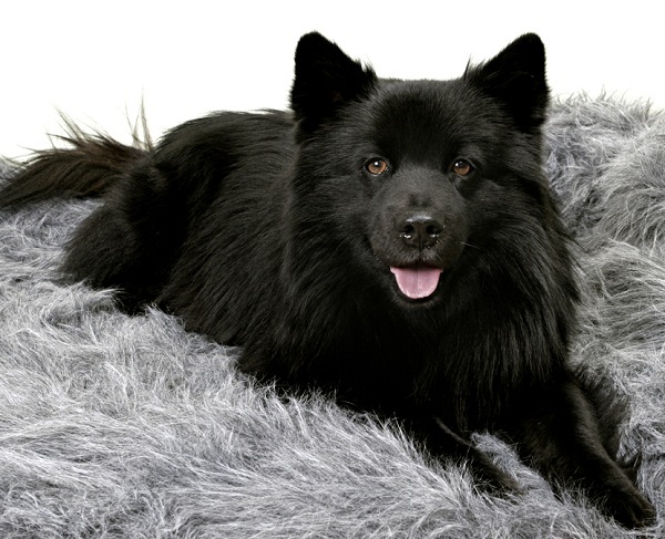 Swedish Lapphund