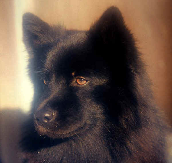 Swedish Lapphund