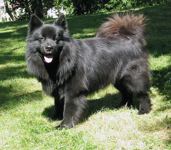 Swedish Lapphund