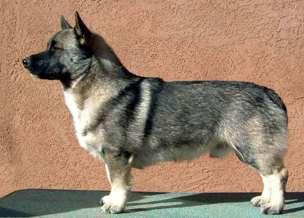 Swedish Vallhund