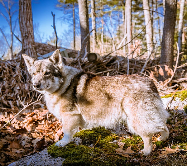 Swedish Vallhund