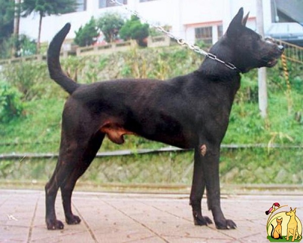 Taiwan Dog