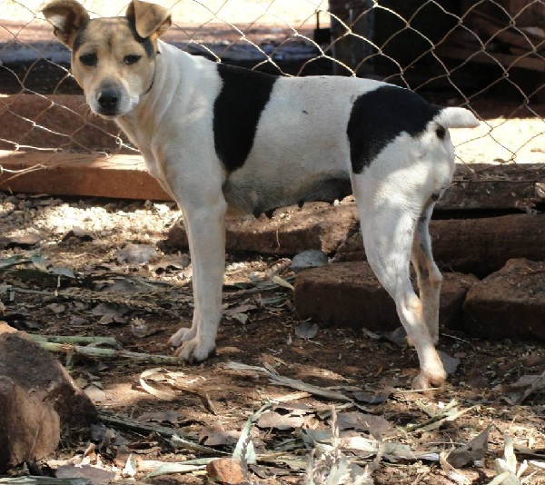 Terrier Brasileiro