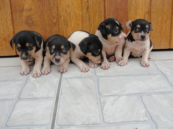 Terrier Brasileiro