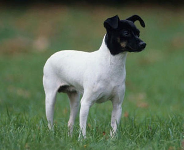 Terrier Giapponese 