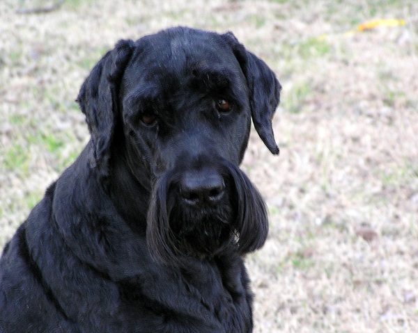 Terrier Nero Russo