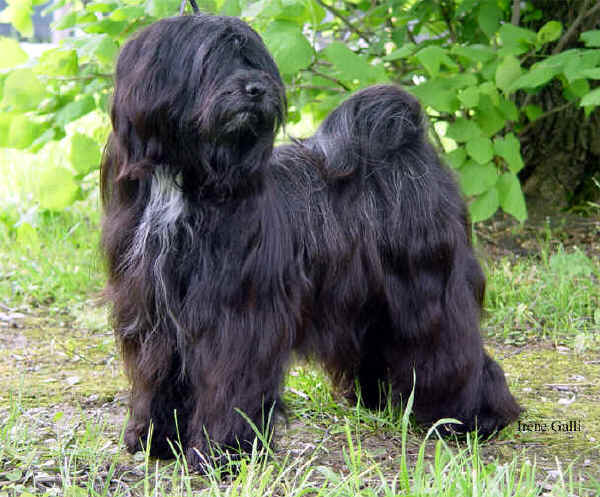 Terrier Tibetano