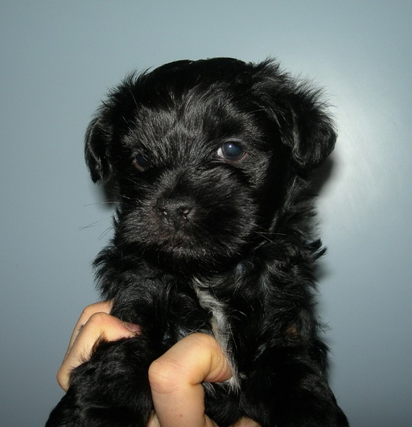 Terrier Tibetano