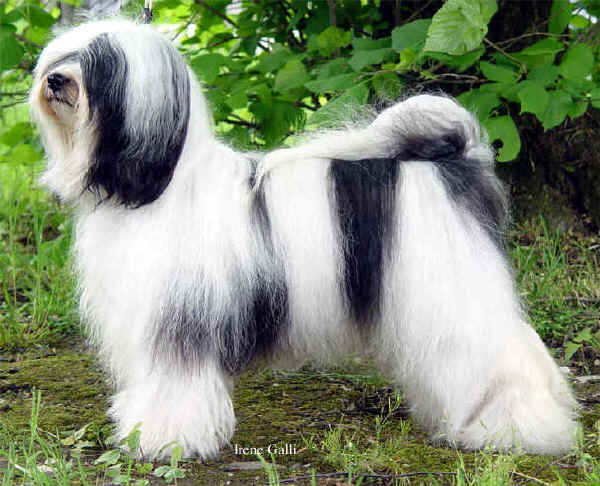 Terrier Tibetano