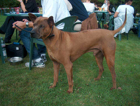 Thai Ridgeback Dog