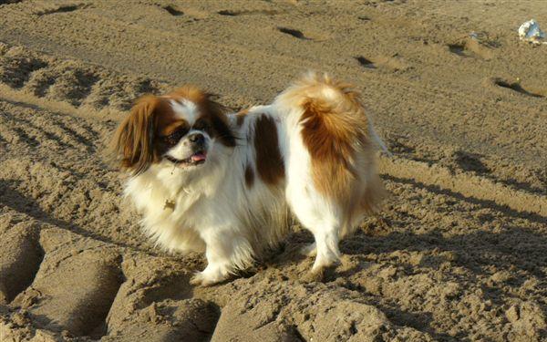 Tibetan Spaniel