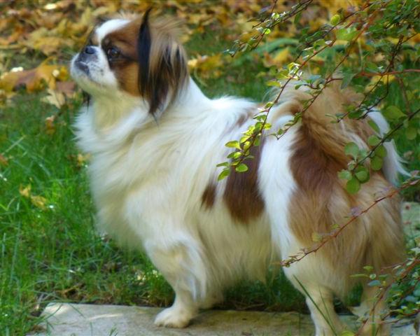 Tibetan Spaniel