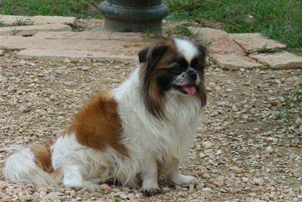 Tibetan Spaniel