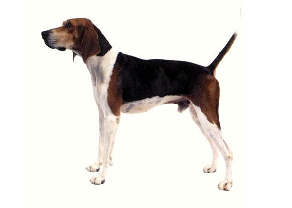 Treeing Walker Coonhound