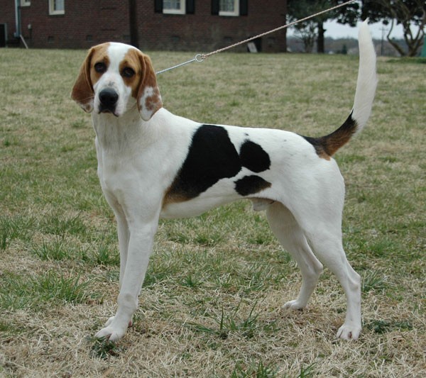 Treeing Walker Coonhound