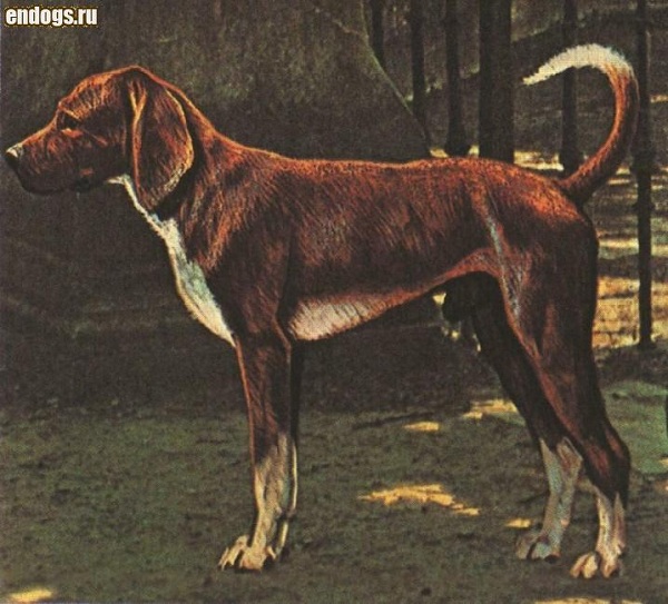 Trigg Hound 
