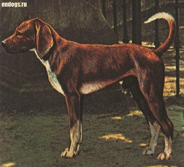 Trigg Hound 