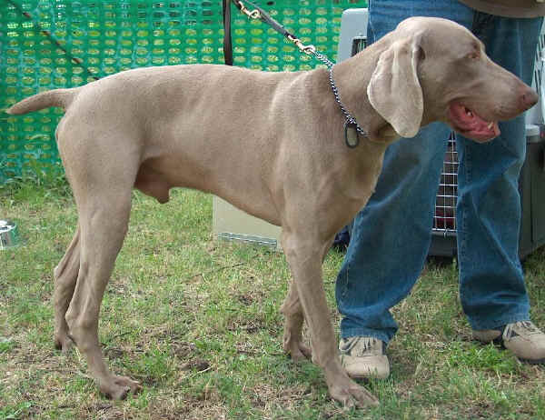 Weimaraner a Pelo Corto