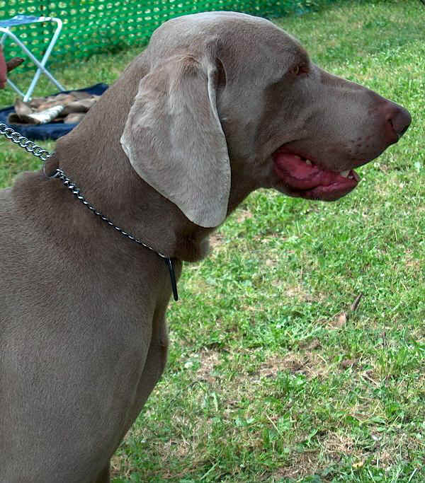 Weimaraner a Pelo Corto