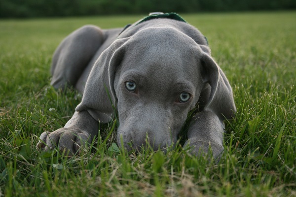 Weimaraner a pelo corto