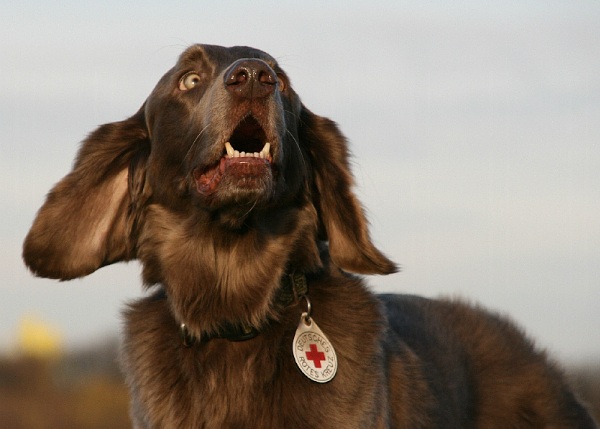 Weimaraner a Pelo Lungo