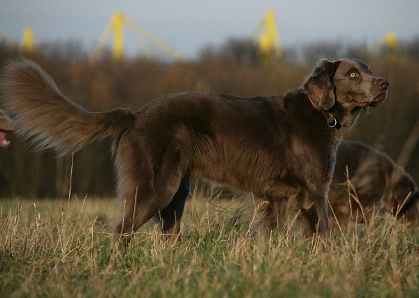 Weimaraner a Pelo Lungo