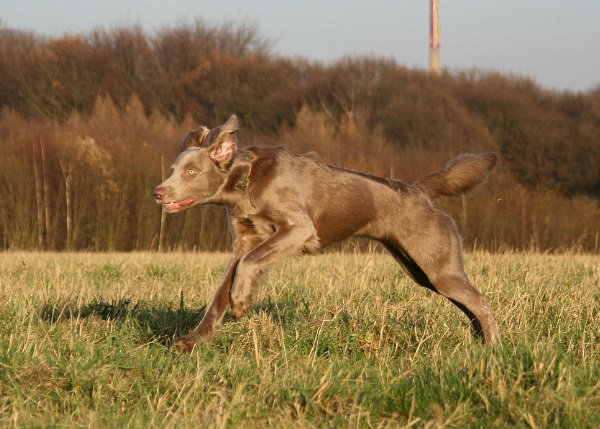 Weimaraner a Pelo Lungo