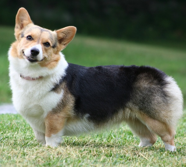 Welsh Corgi Cardigan