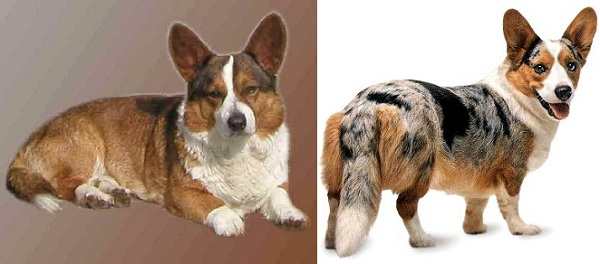 Welsh Corgi Cardigan