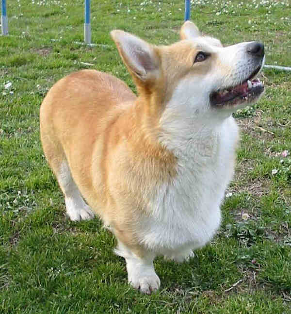 Welsh Corgi Pembroke