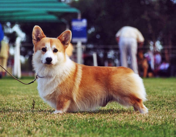 Welsh Corgi Pembroke