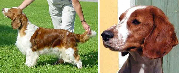 Welsh Springer Spaniel