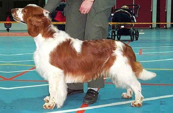 Welsh Springer Spaniel