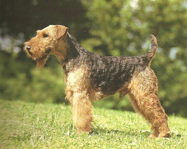 Welsh Terrier