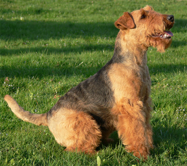 Razze cani: Welsh Terrier